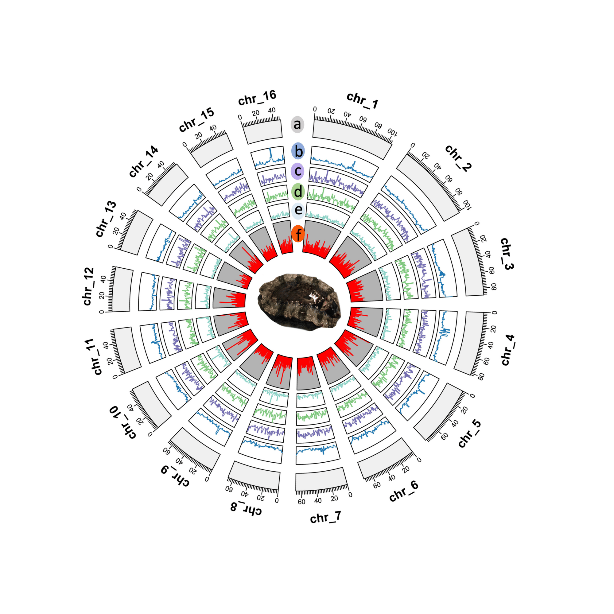 Unveiling the First Tropical Abalone Genome: A Milestone in Abalone Genomics
