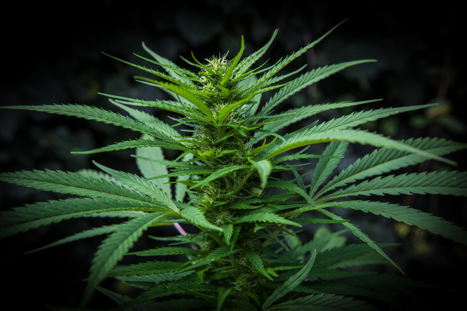 Measuring Variation in U.S. State Cannabis Policy