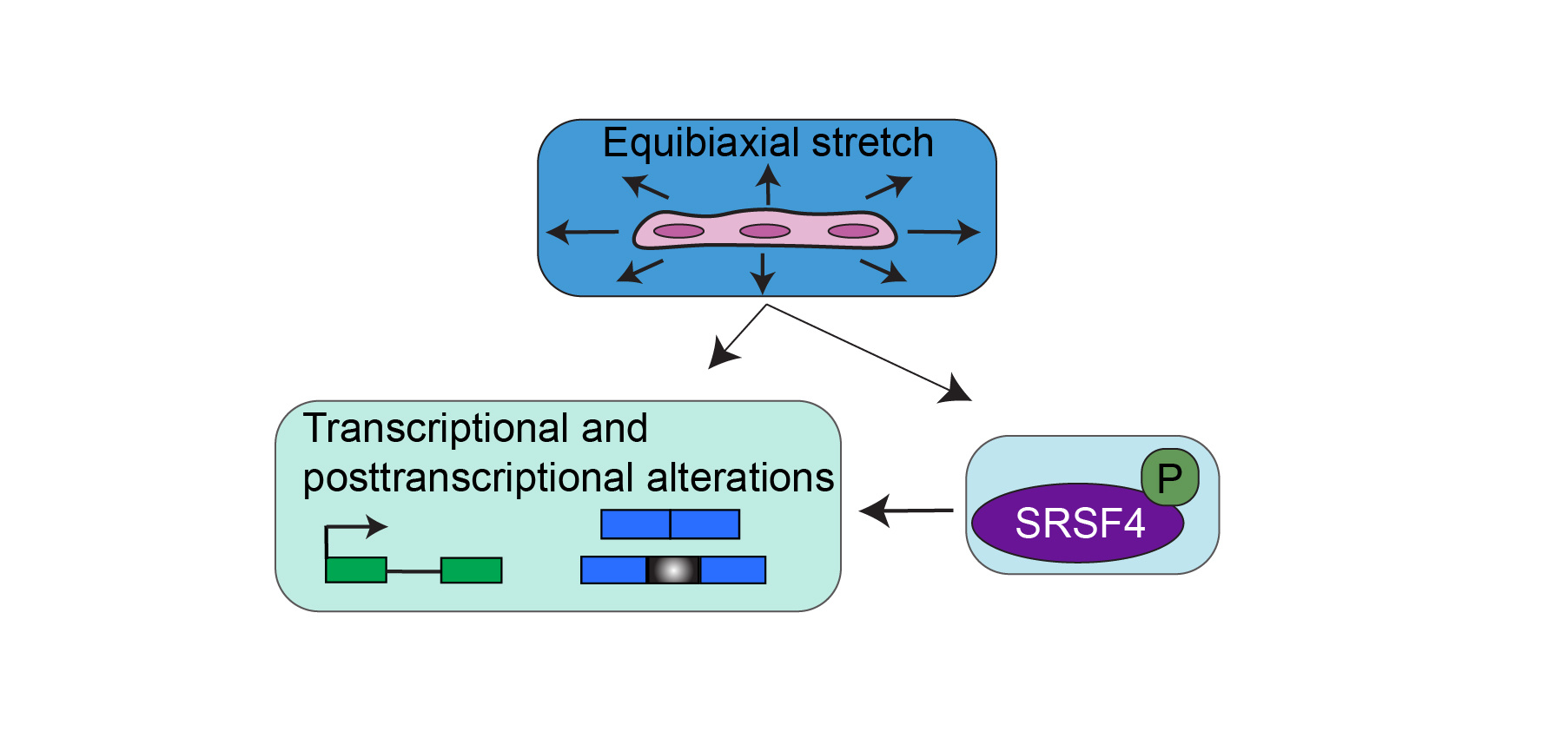 Stretching muscle cells induces transcriptional and splicing transitions and changes in SR proteins