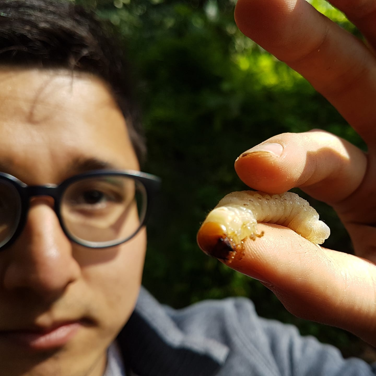 Beauty of the little beasts: the complex ecology of 'simple' insect larvae