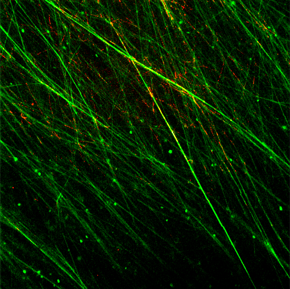 Extracellular RNA is directly involved in building Pseudomonas aeruginosa biofilm matrix 