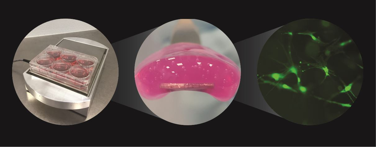 Growing bone using nanovibration
