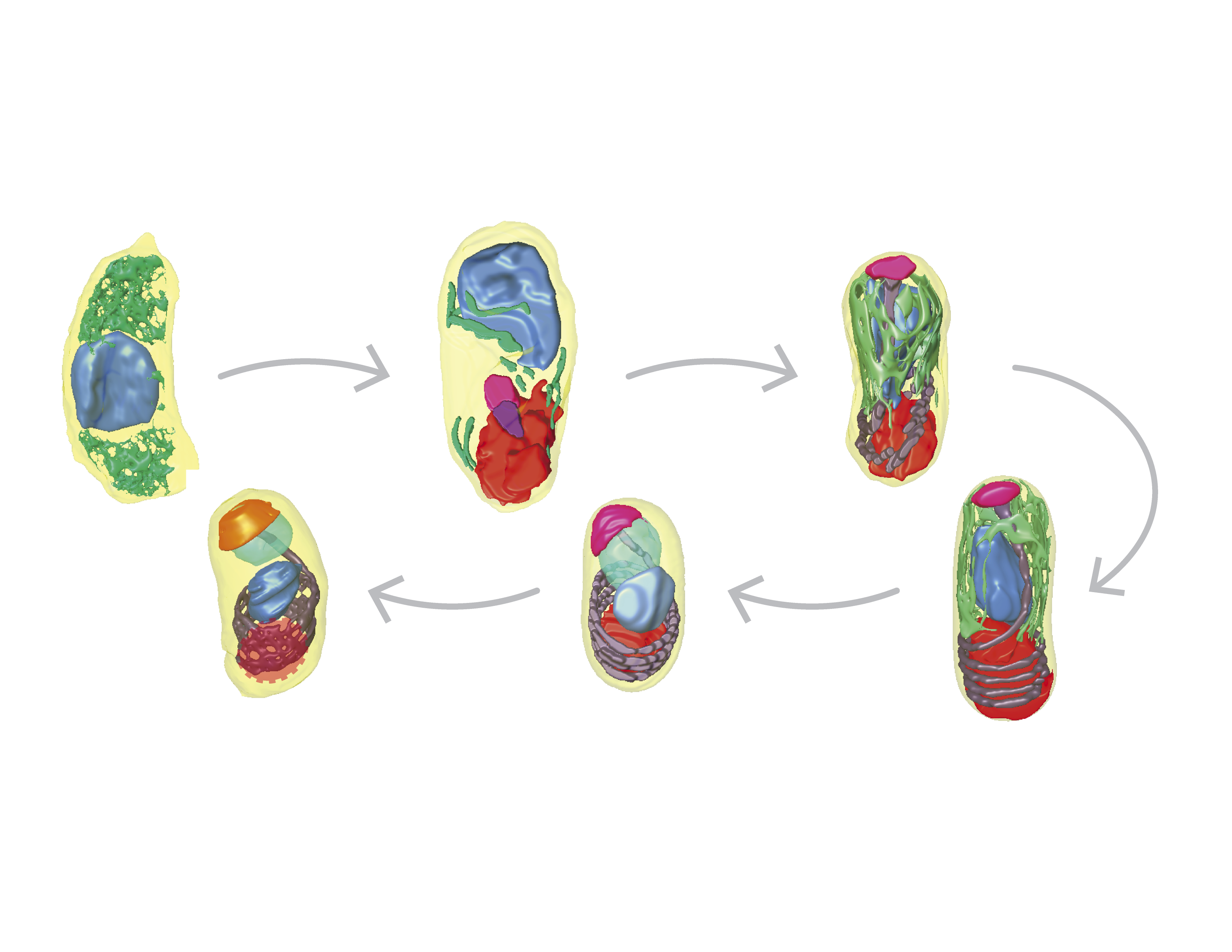 Reconstructing parasite development and the intracellular niche of a microsporidian parasite in 3D