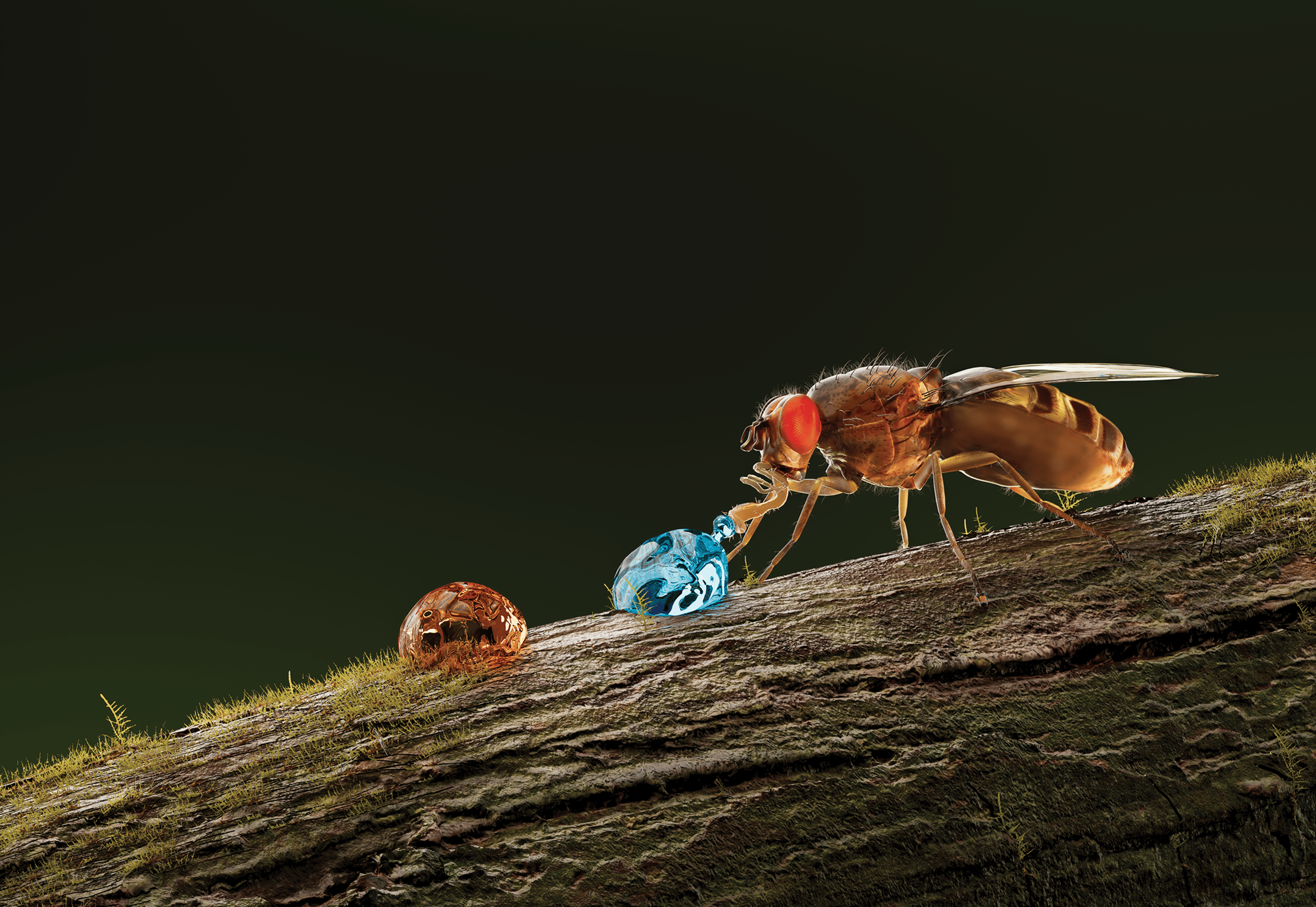 Alkaline taste sensation through the alkaliphile chloride channel in Drosophila