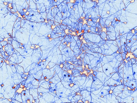 npj Science of Learning celebrates its first birthday