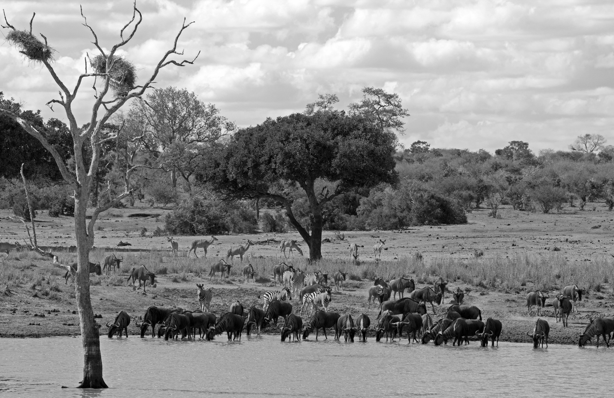 Wildlife declines where wars rage