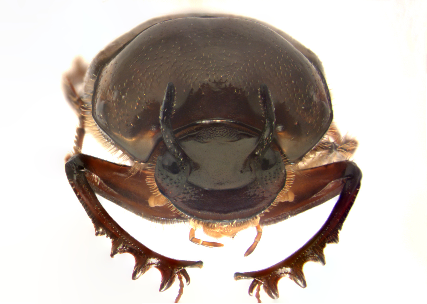 What can horned beetles tell us about the mechanisms of plasticity and their evolution?