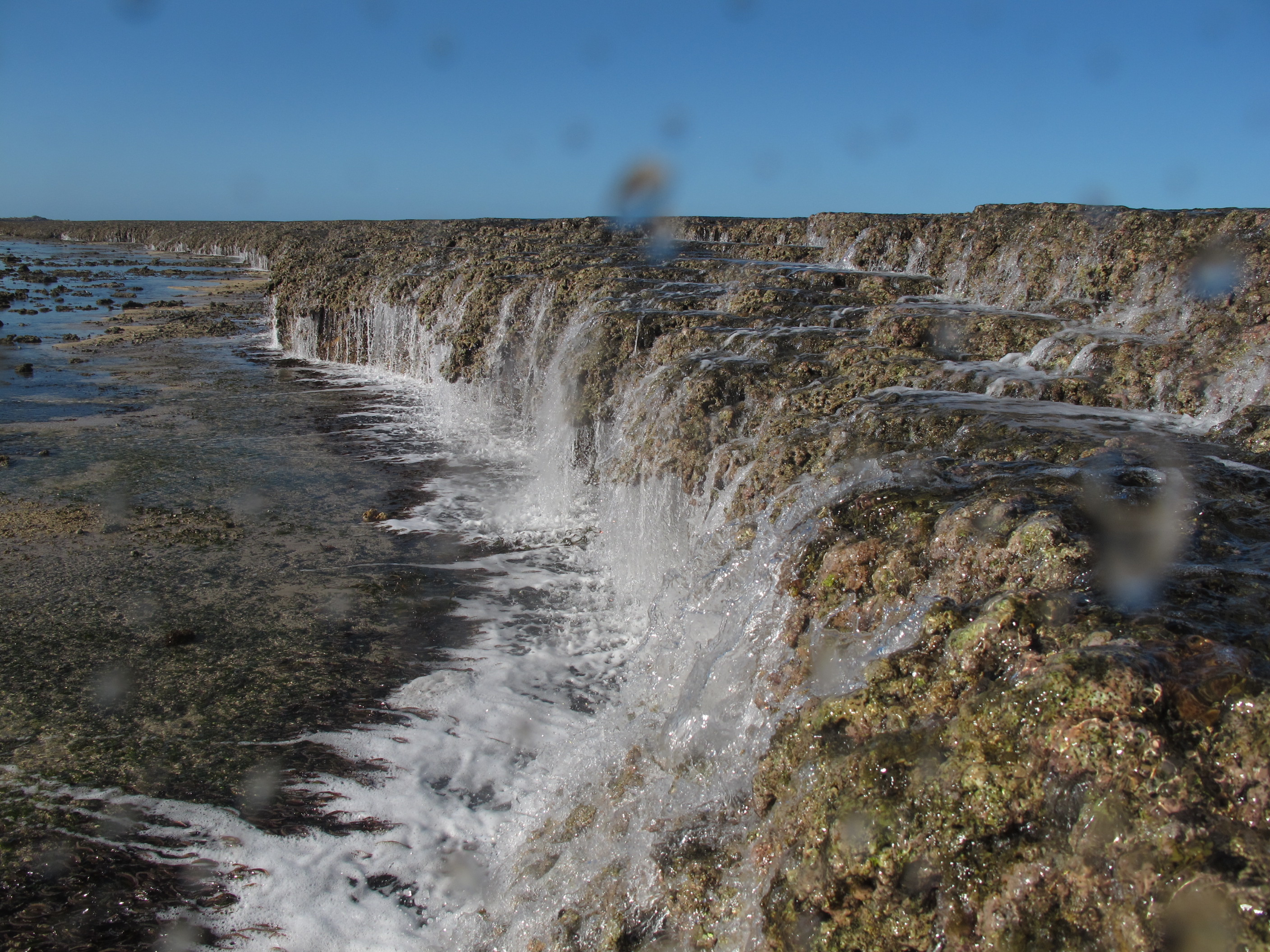 Calcifying reef taxa can gain tolerance to ocean acidification over multiple generations of exposure