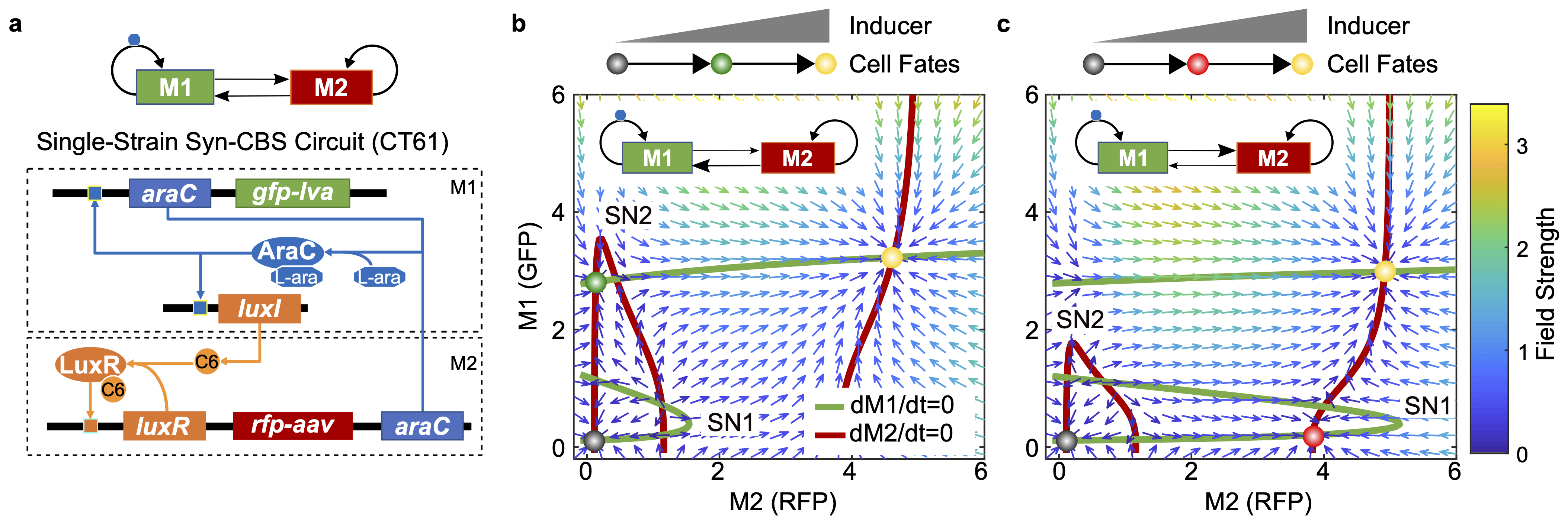 Unfair Yet Controllable Competition Between Synthetic Gene Circuits:
Harnessing 'Winner-Takes-All' Resource Competition Through 'Division of Labor'
