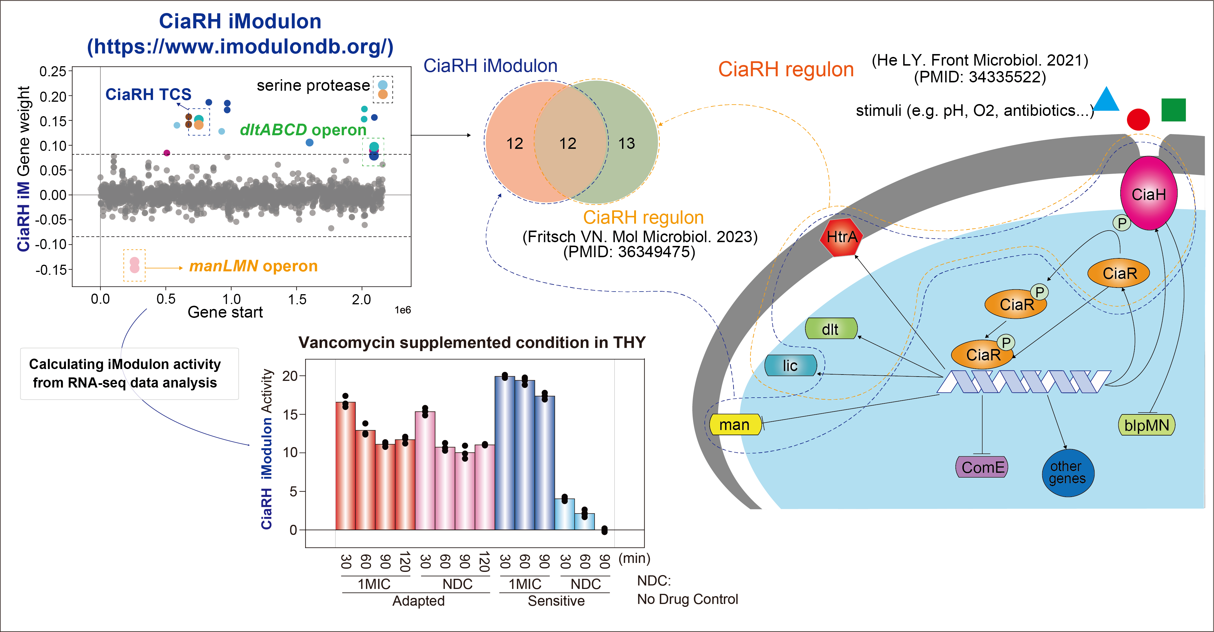 Finding new meaning in the Streptococcus pneumoniae TIGR4 transcriptome through iModulons