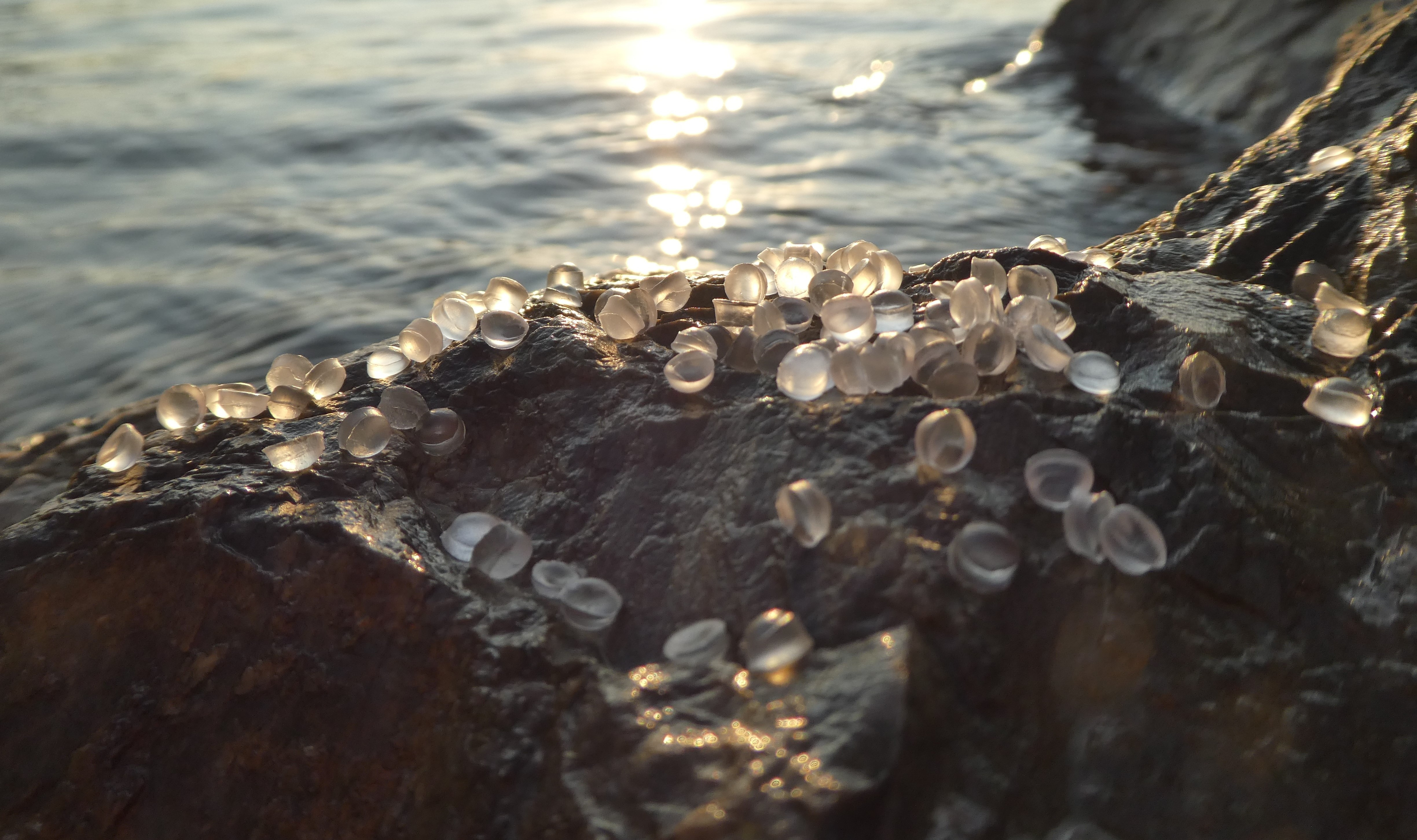 Photoaging enhances the leaching of di(2-ethylhexyl) phthalate and transformation products from polyvinyl chloride microplastics into aquatic environments
