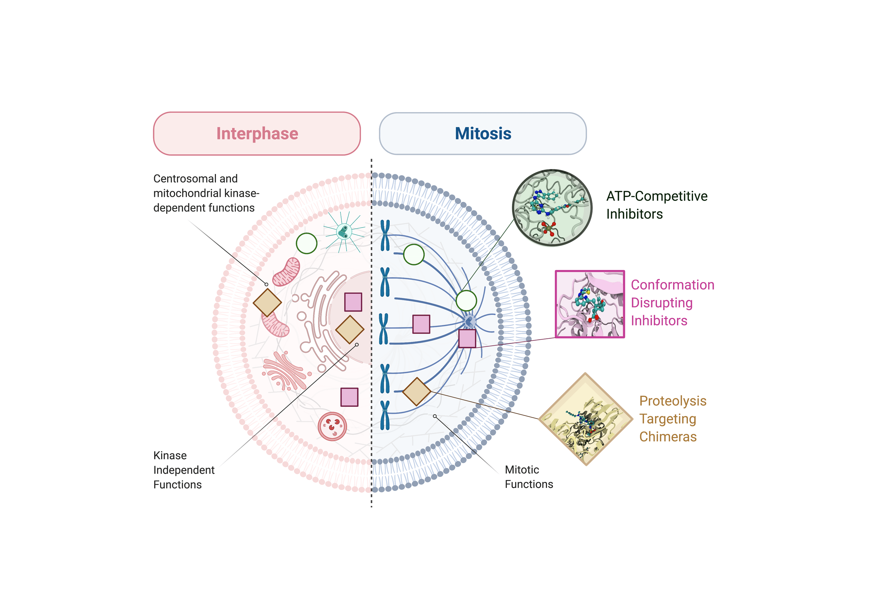 A literature survey highlights oncogenic roles of nuclear Aurora-A and suggests novel therapeutic approaches in cancer 