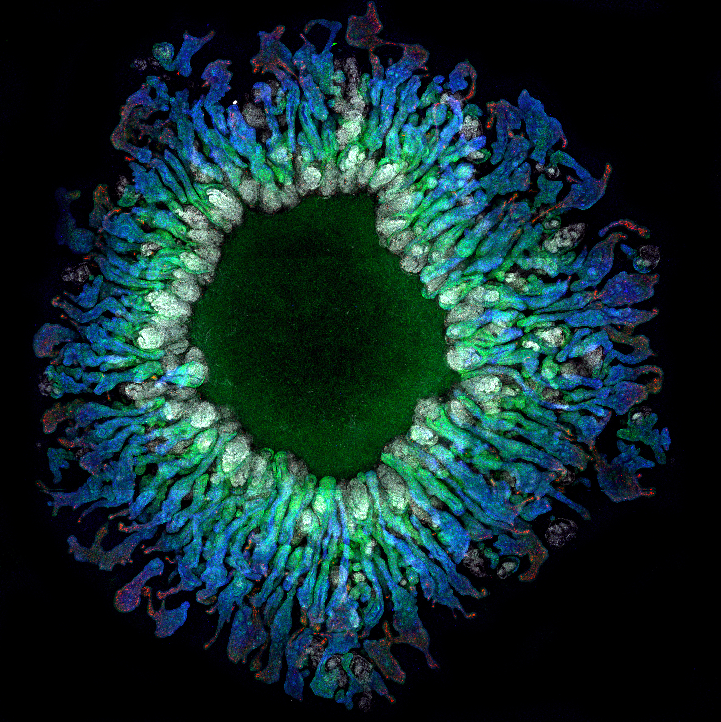Growing functional kidney proximal tubules from stem cells