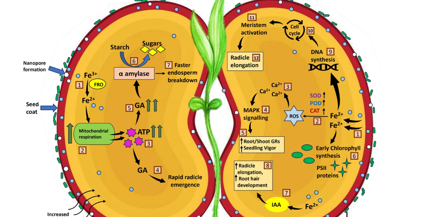 Strengthening Soybean Performance Through a Nano-Biofertilizer Approach