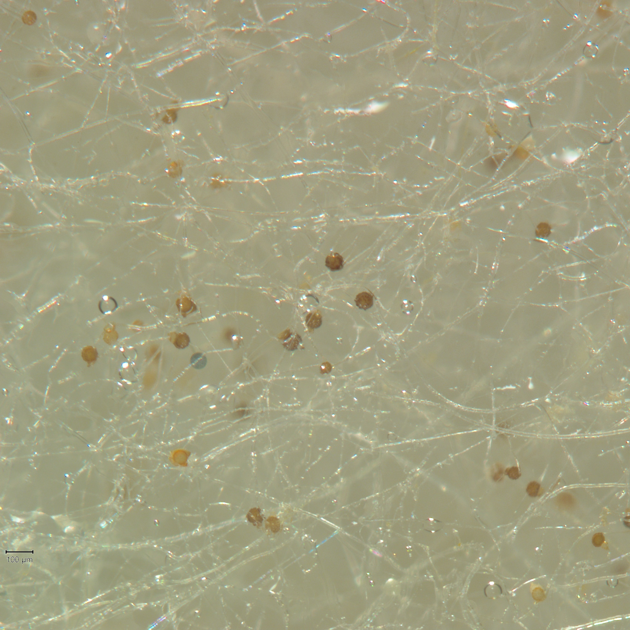 Bacteria help fungi have sex 