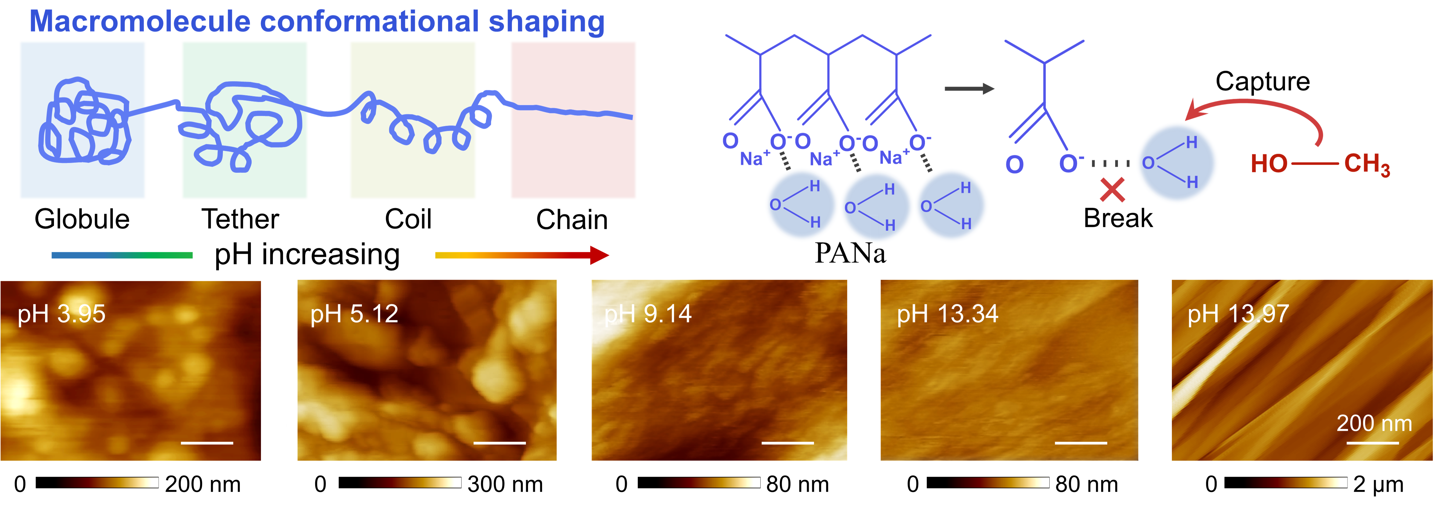 Macromolecule conformational shaping for extreme mechanical programming of polymorphic hydrogel fibers