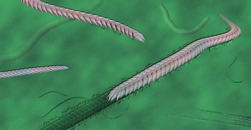 A noble finish: the last march of an ancient buggy worm