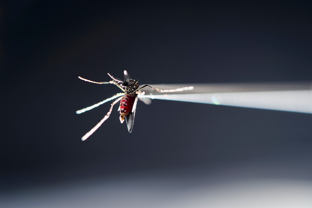 Mosquito bite delivery of Zika virus