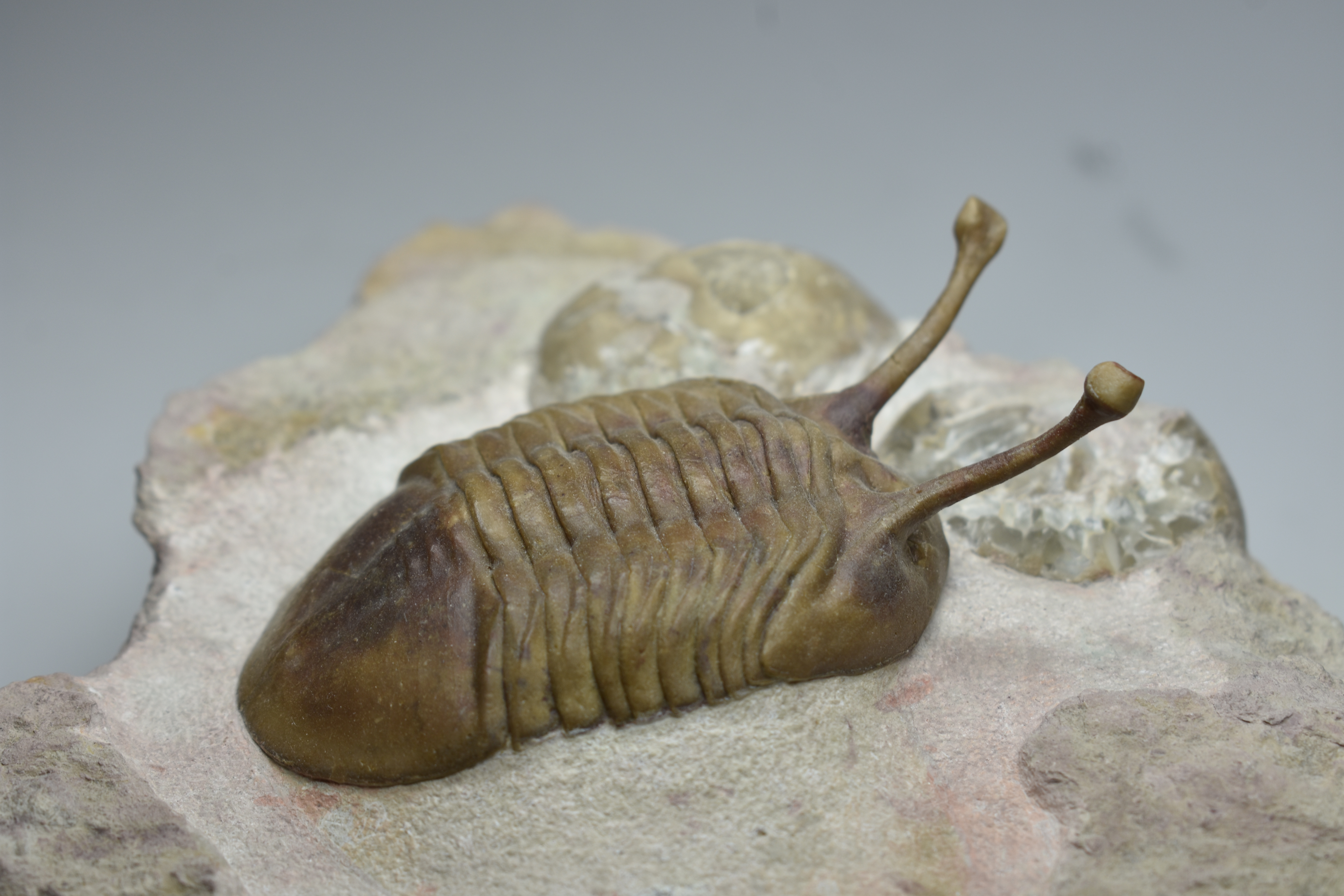 Gigantic asteroid collision in the Ordovician period boosted biodiversity on Earth
