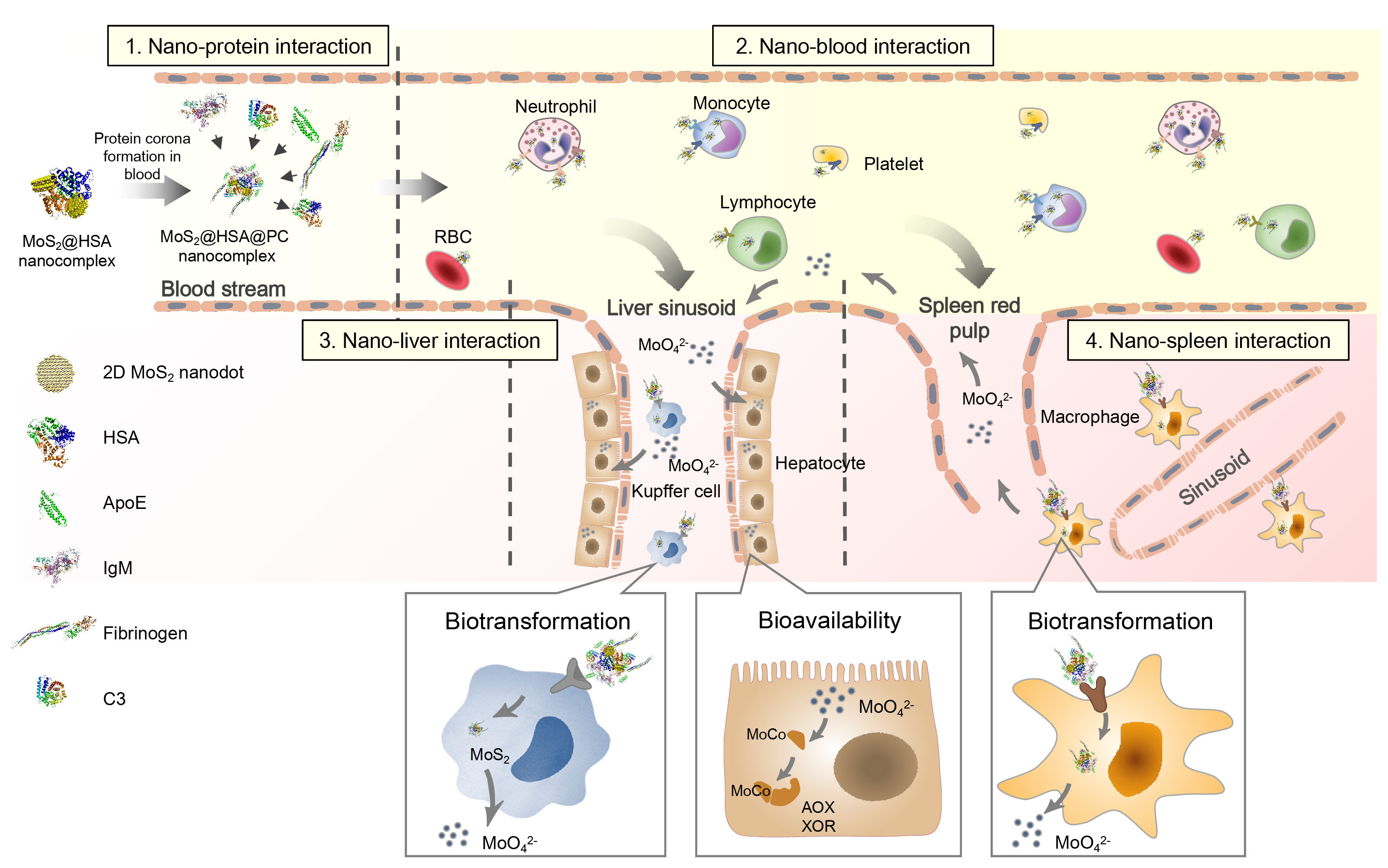 Molybdenum derived from nanomaterials incorporates into molybdenum enzymes and affects their activities in vivo