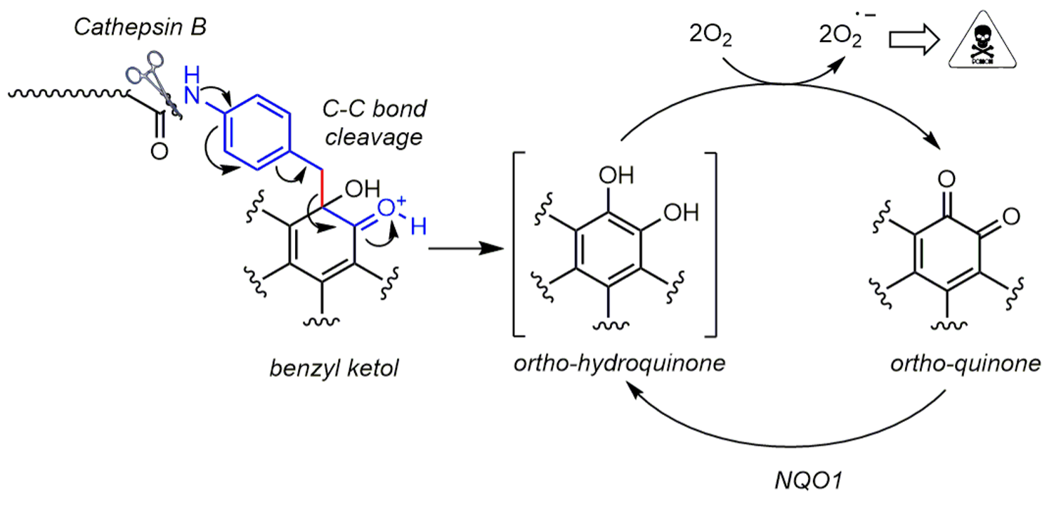 Masking and targeted release of redox-cycling ortho-quinones via a C–C bond-cleaving 1,6-elimination