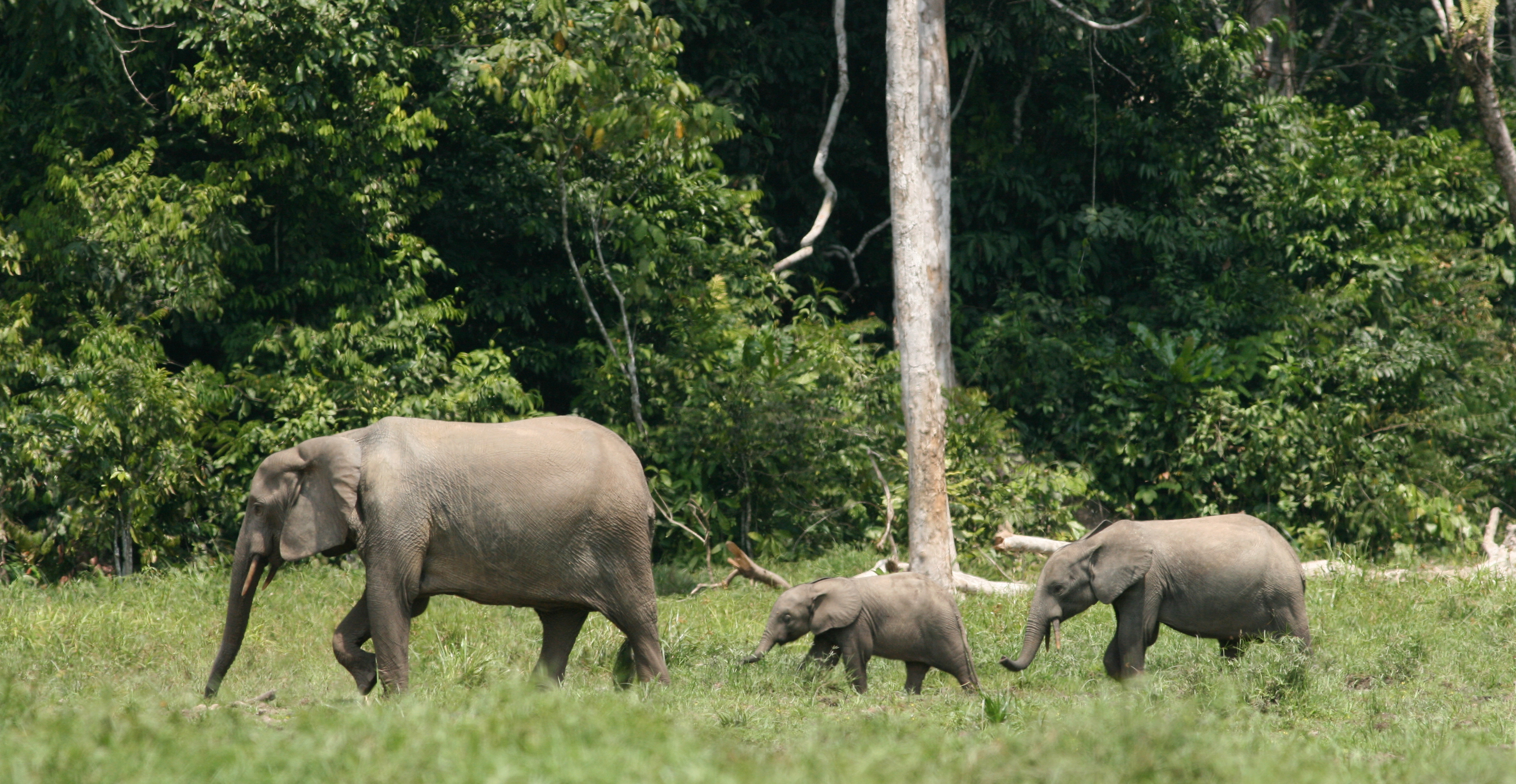 After the Paper | When an elephant eats a leaf in the Congo, many things will follow.