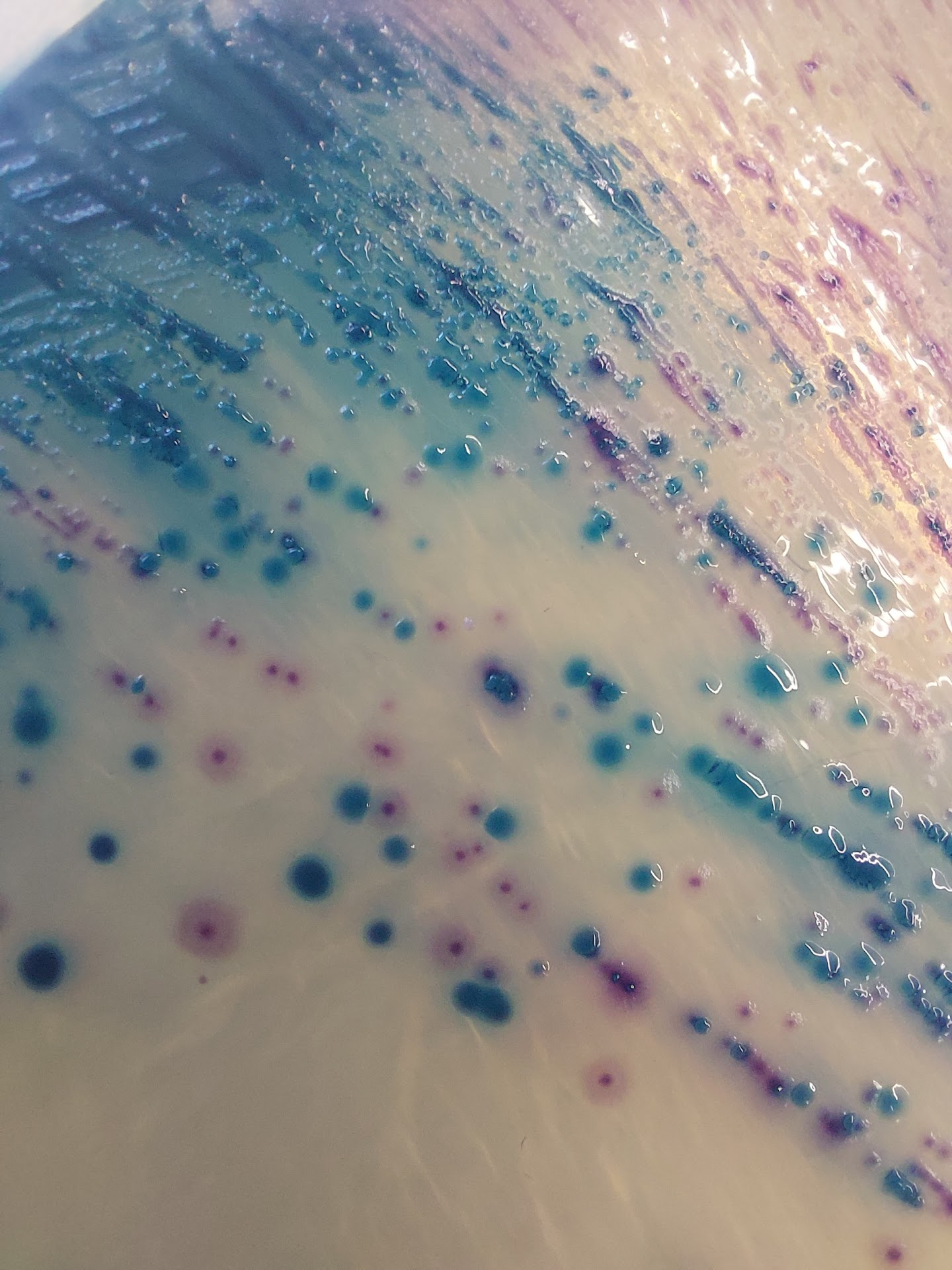 Evolution of plasmid-mediated antimicrobial resistance