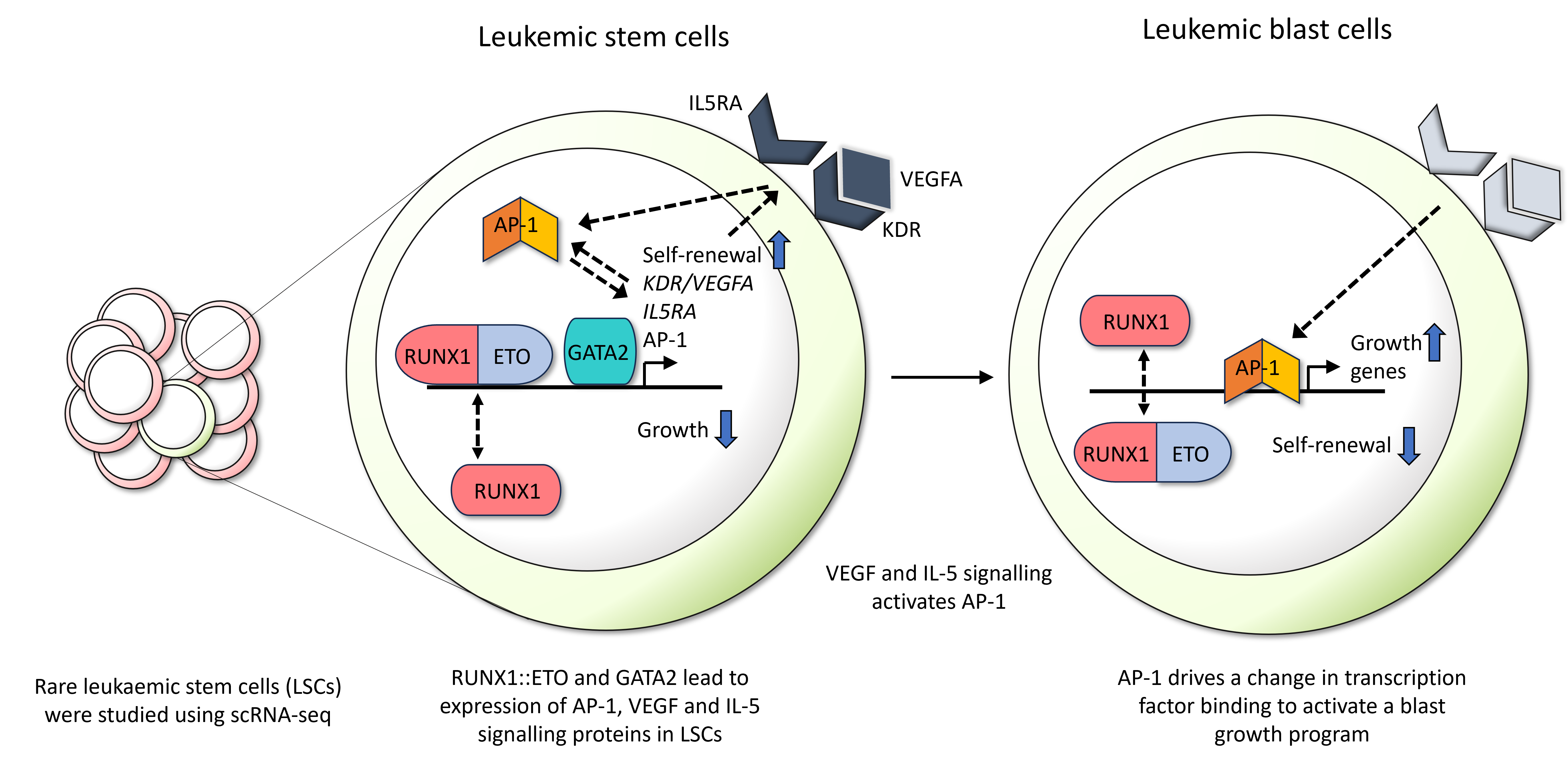 Leukemic stem cells activate lineage inappropriate signalling pathways to promote their growth