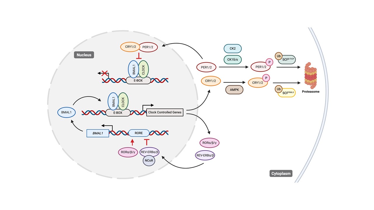 Clocking cancer: the circadian clock as a target in cancer therapy