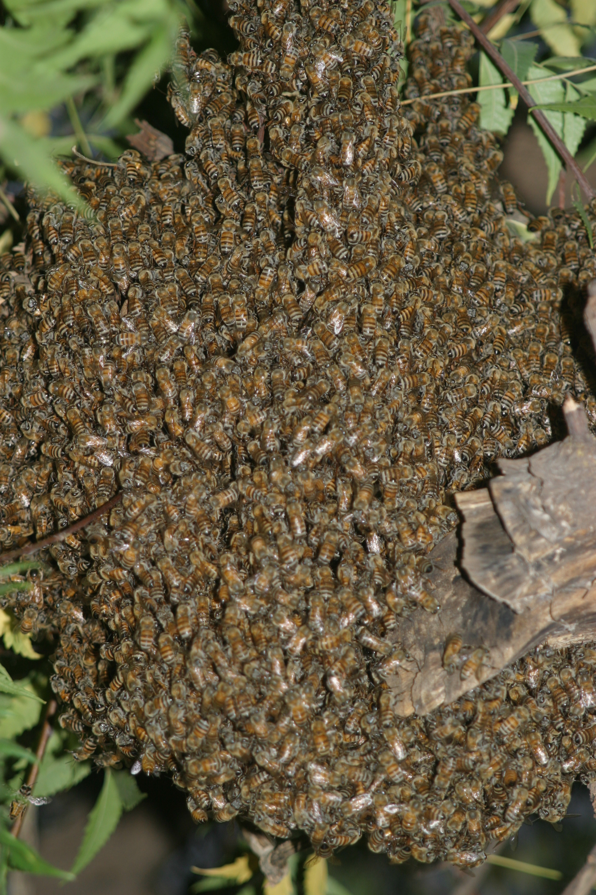 Honey-collecting in prehistoric West Africa from 3500 years ago 