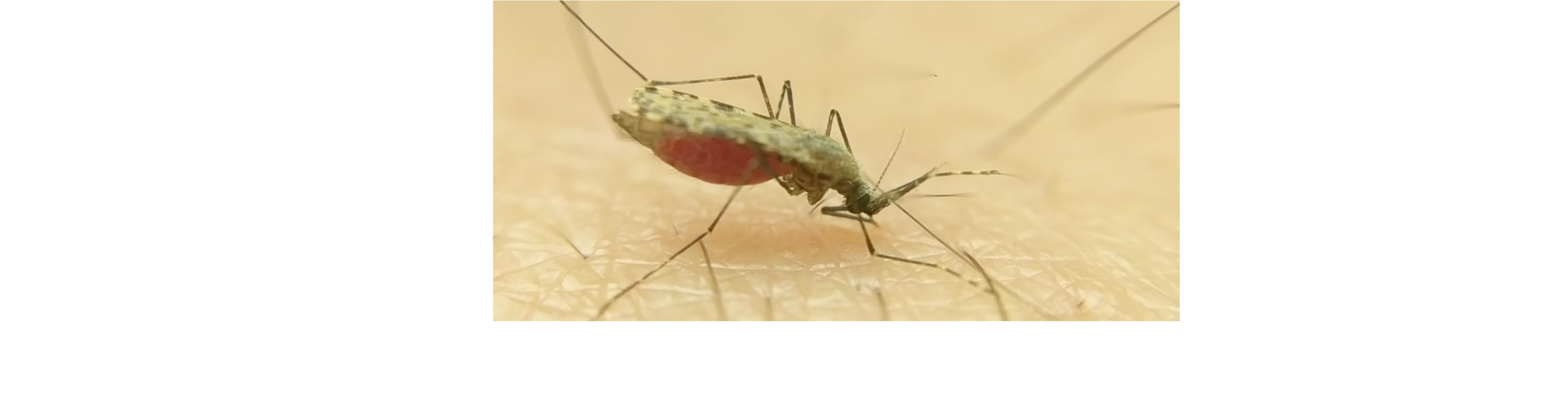Why mosquito age matters?