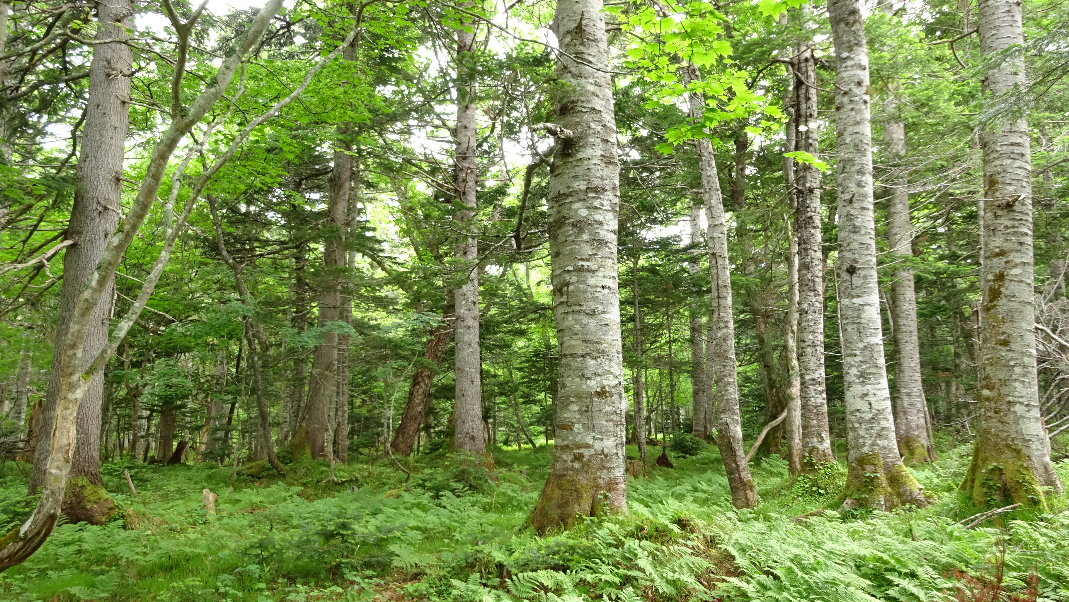 Bridging twins: Biodiversity-productivity relationships are key to nature-based climate solutions