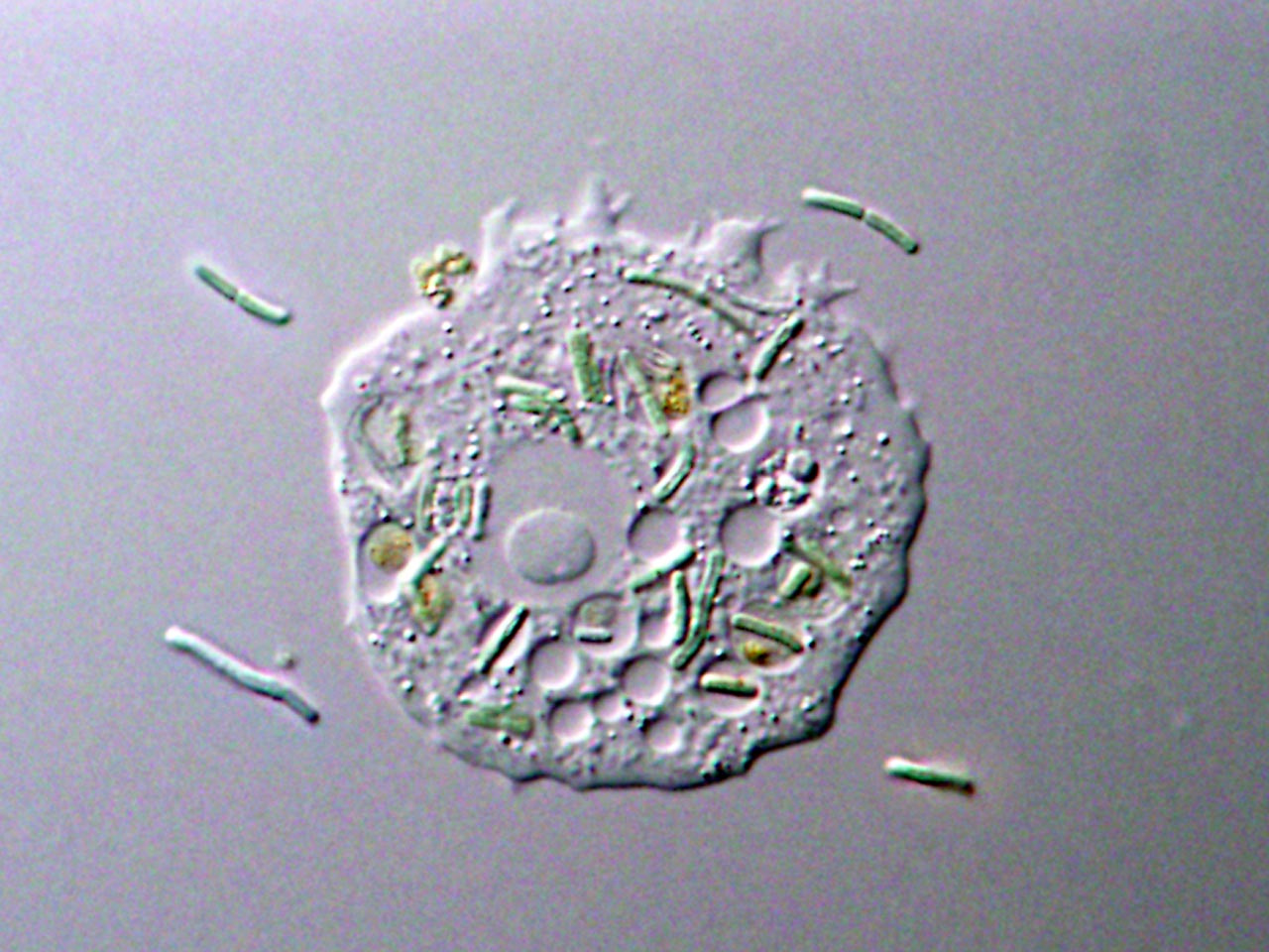Feeding on phototoxic algae: training for unicellular predators to evolve to algae