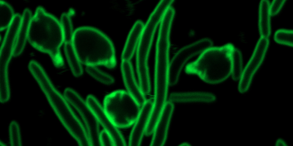 Human gut symbionts secrete a ubiquitin homologue that inactivates an essential periplasmic chaperone for interbacterial competition