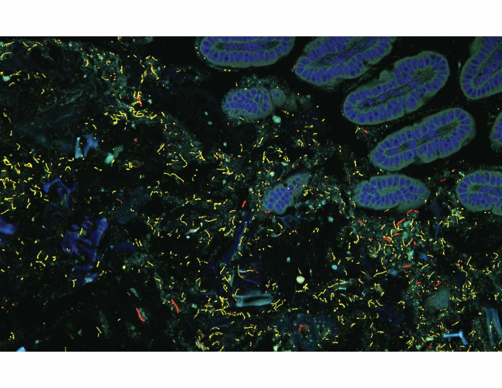 Host-microbial communication through gut serotonin