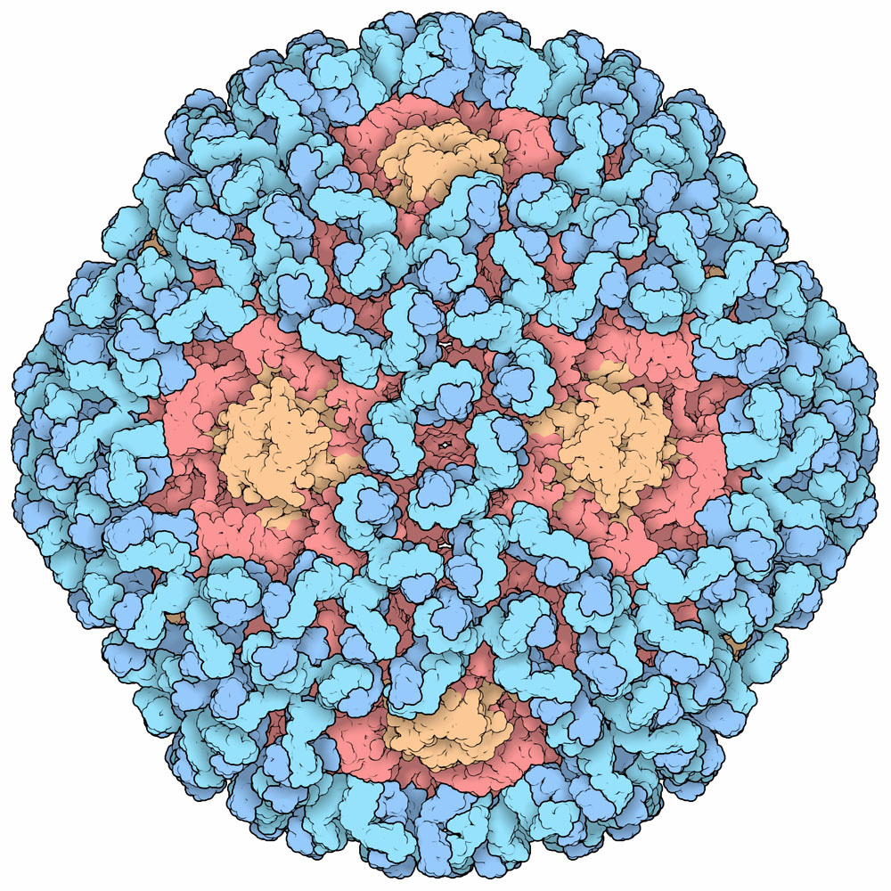 RCSB Protein Data Bank Tools for 3D Structure-guided Cancer Research: Human Papillomavirus (HPV) Case Study