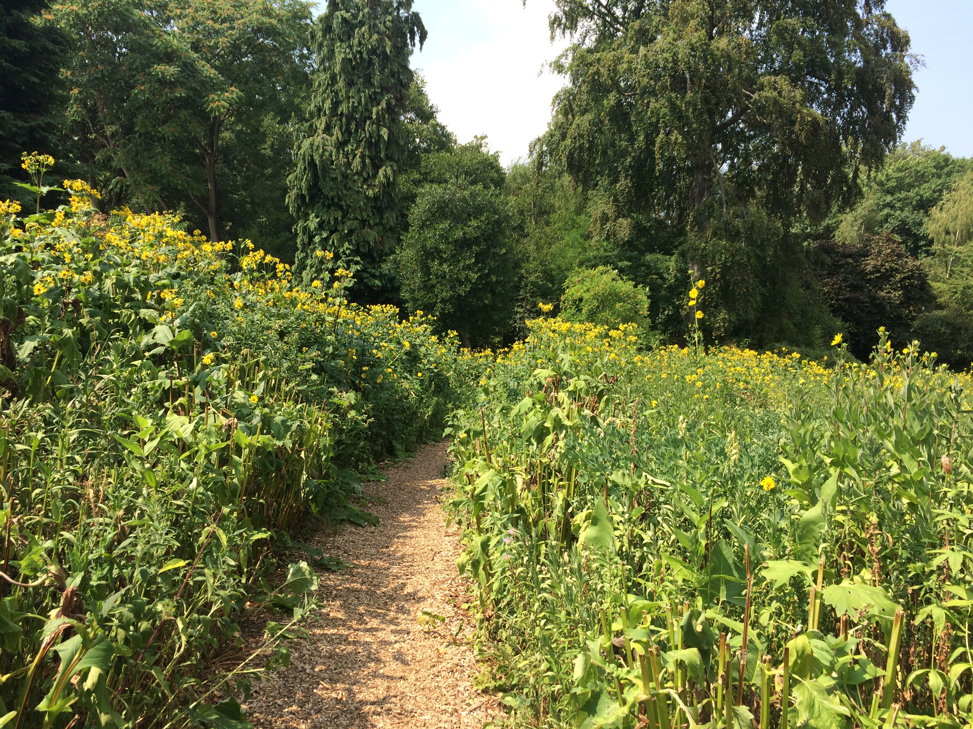Behind the Book | How much more evidence do we need to invest in green spaces?