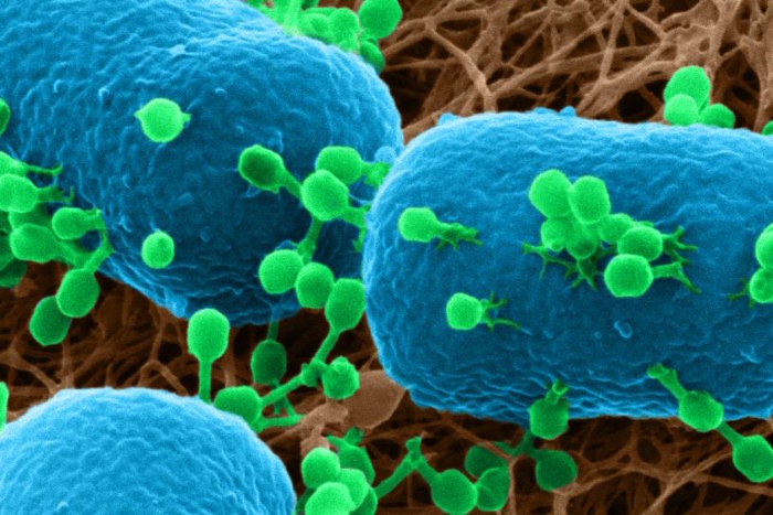 Phage therapy is back, it’s promising and it’s going to take structural support to keep it going.