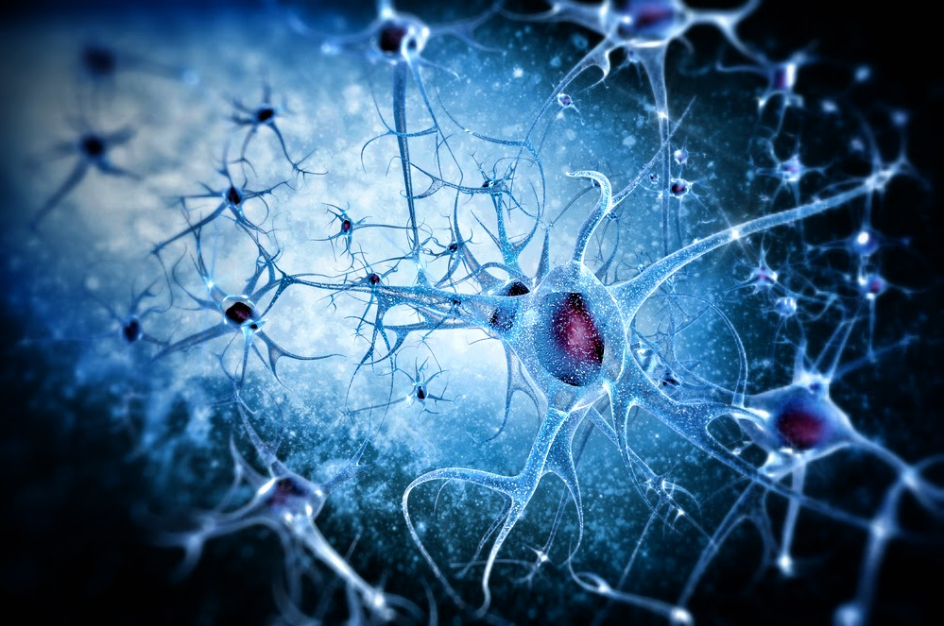 Recent studies of "space brain"