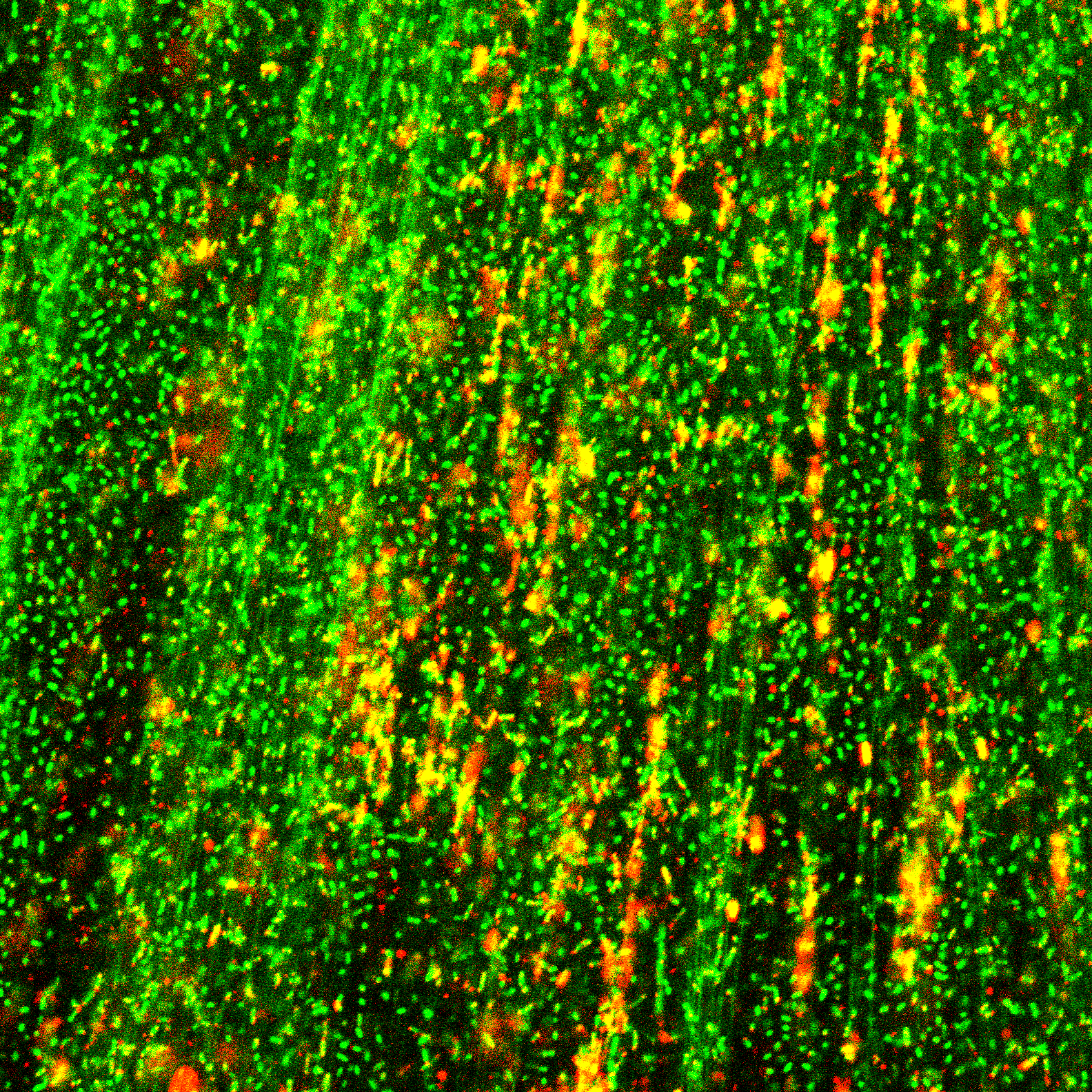 From genomic instability to matrix integrity: Extracellular R-loops shape the biofilm scaffold 