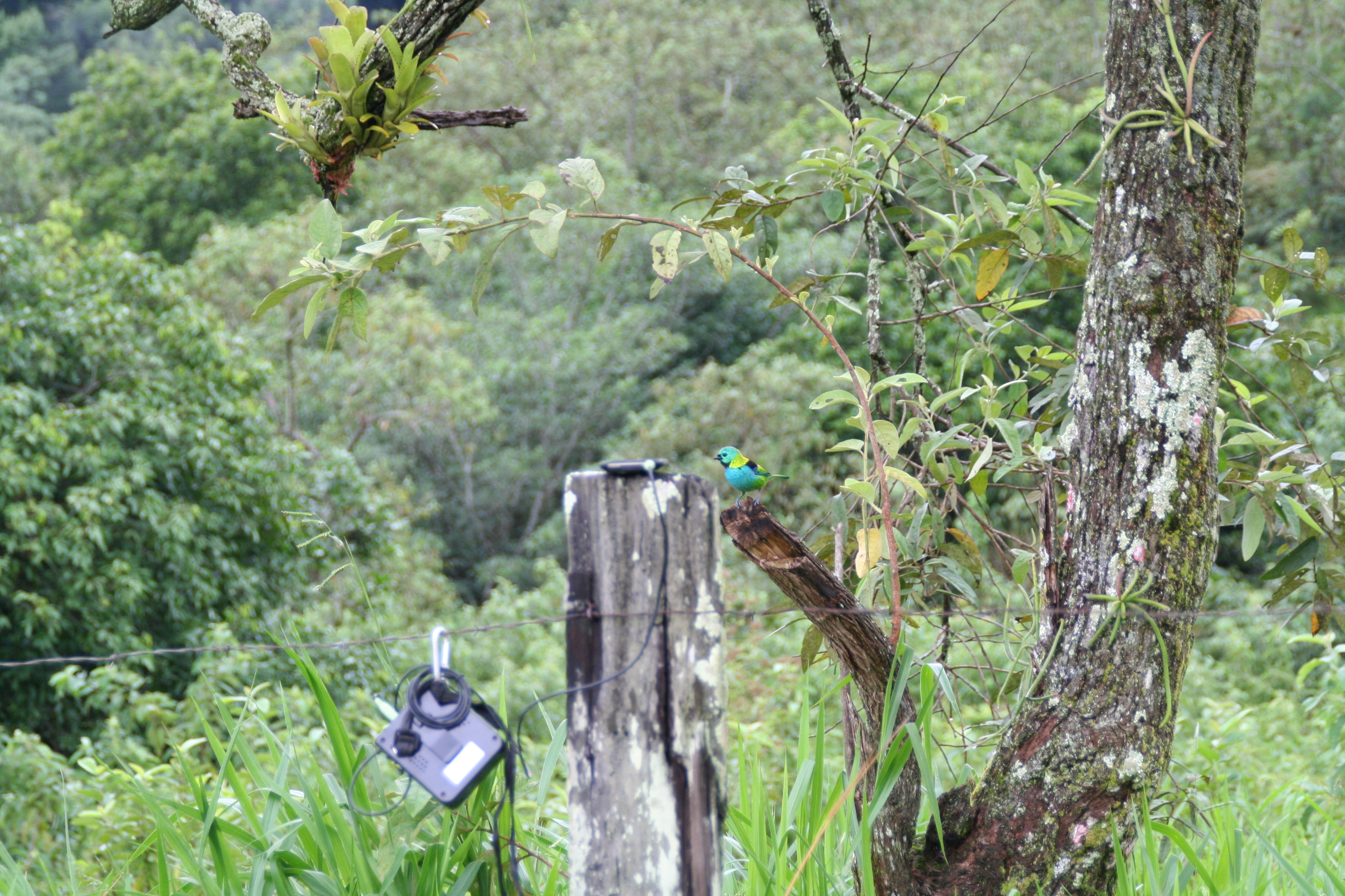 Modern tools reveal ancient bird behaviors