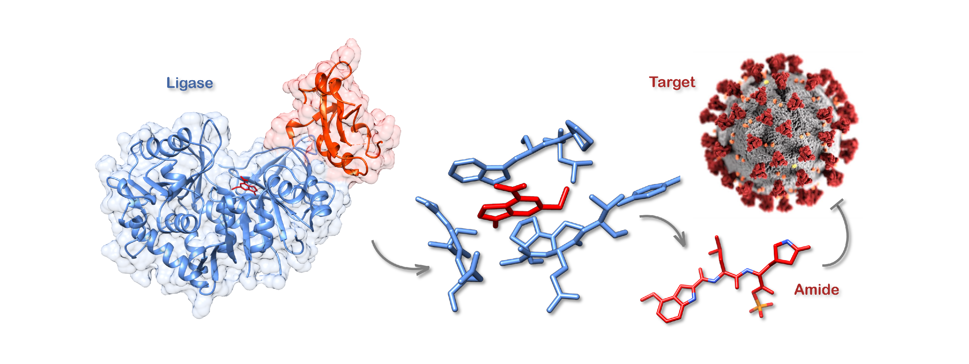 Discovery, characterization and engineering of ligases for amide synthesis