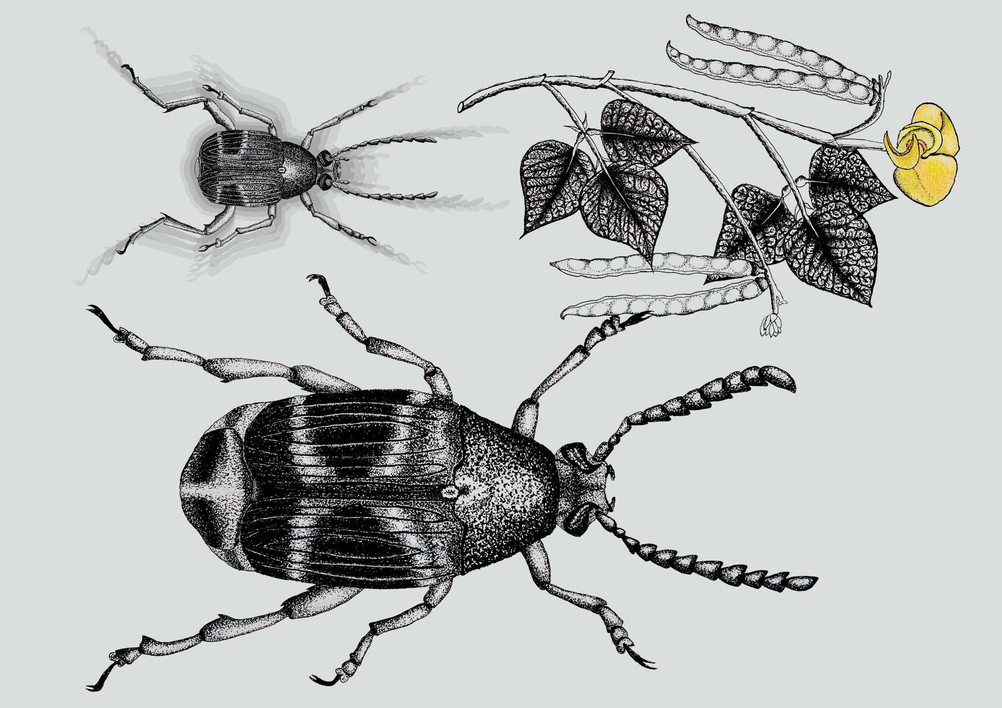 Y chromosome resolves sexual conflict and changes sexual size dimorphism.