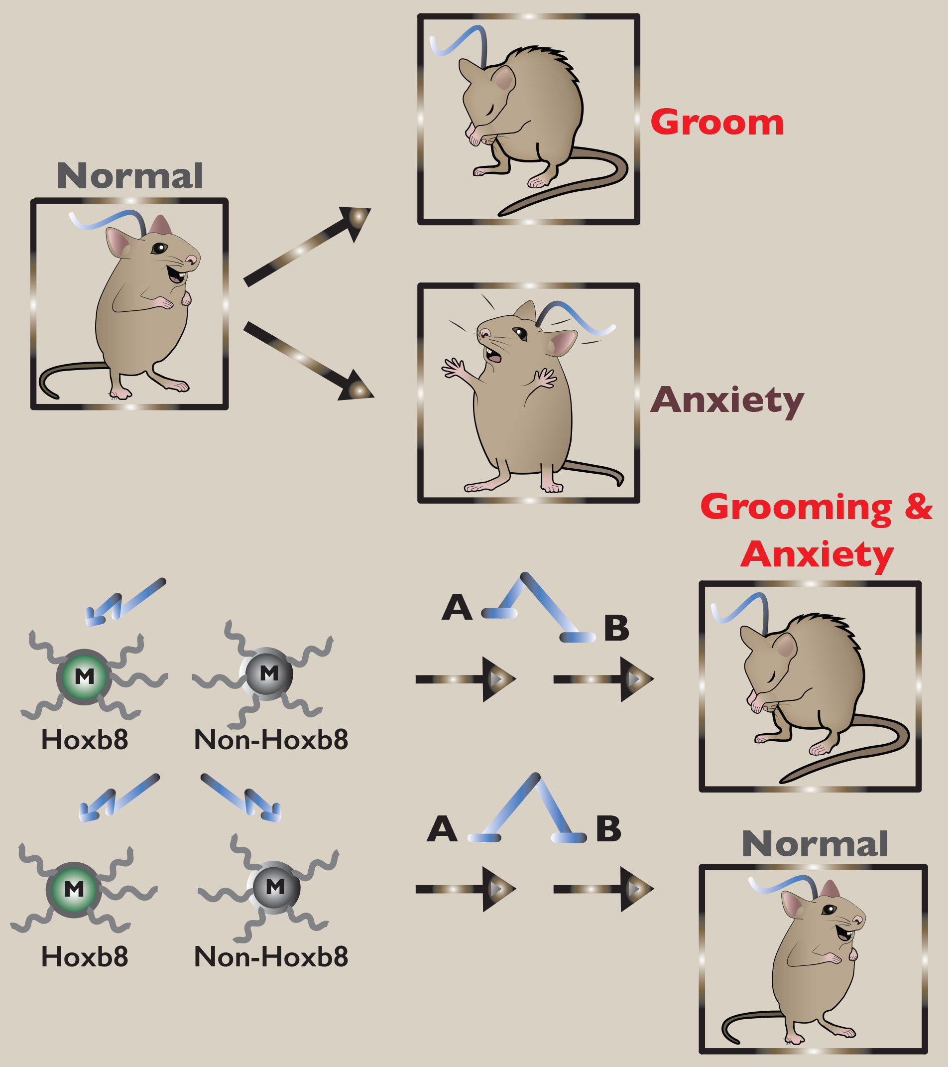 Optogenetic Stimulation of Mouse Hoxb8 Microglia in Specific Regions of the Brain Induces Anxiety, Grooming, or Both.