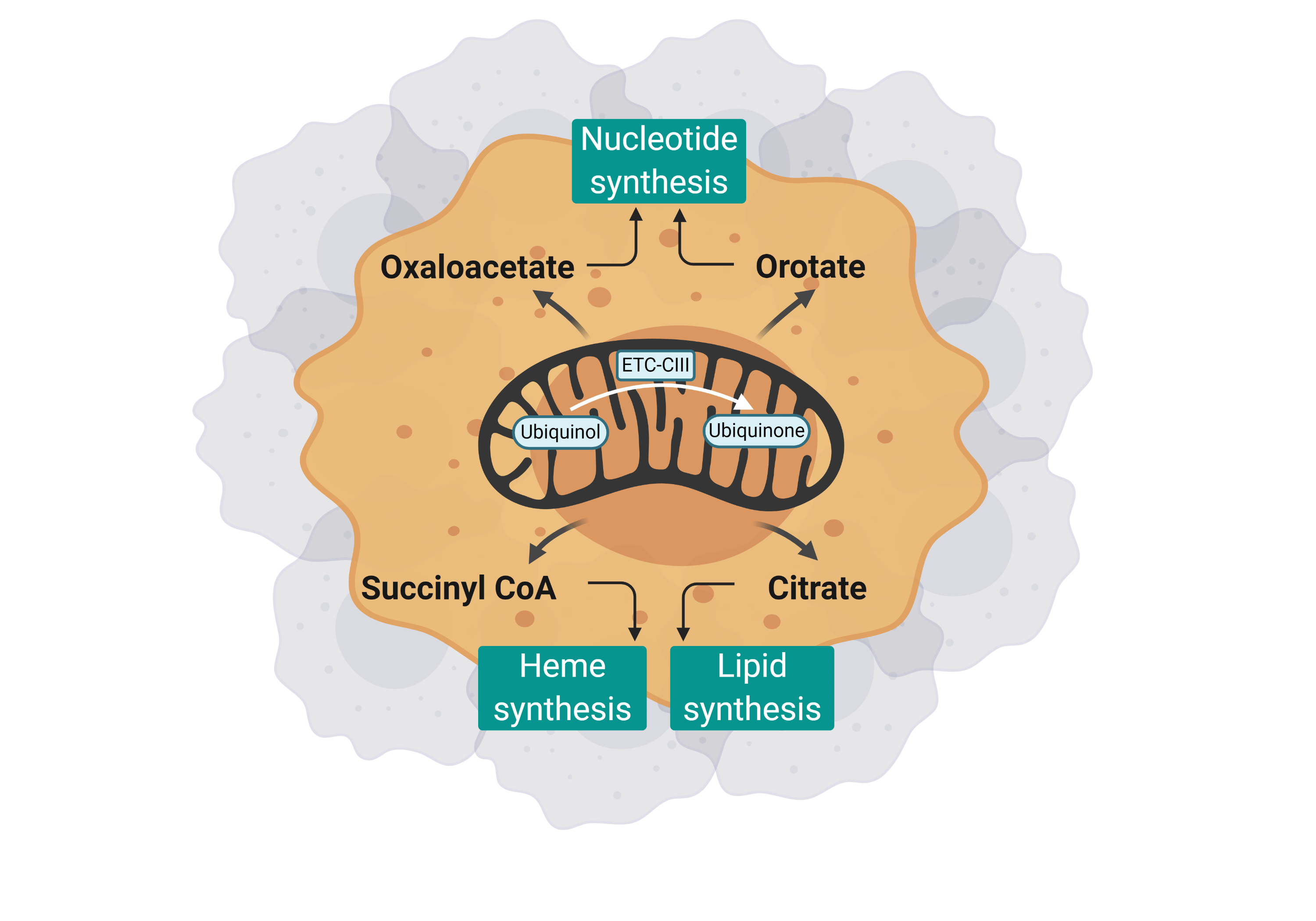 Getting deeper into why mitochondrial metabolism is essential for tumor growth.  