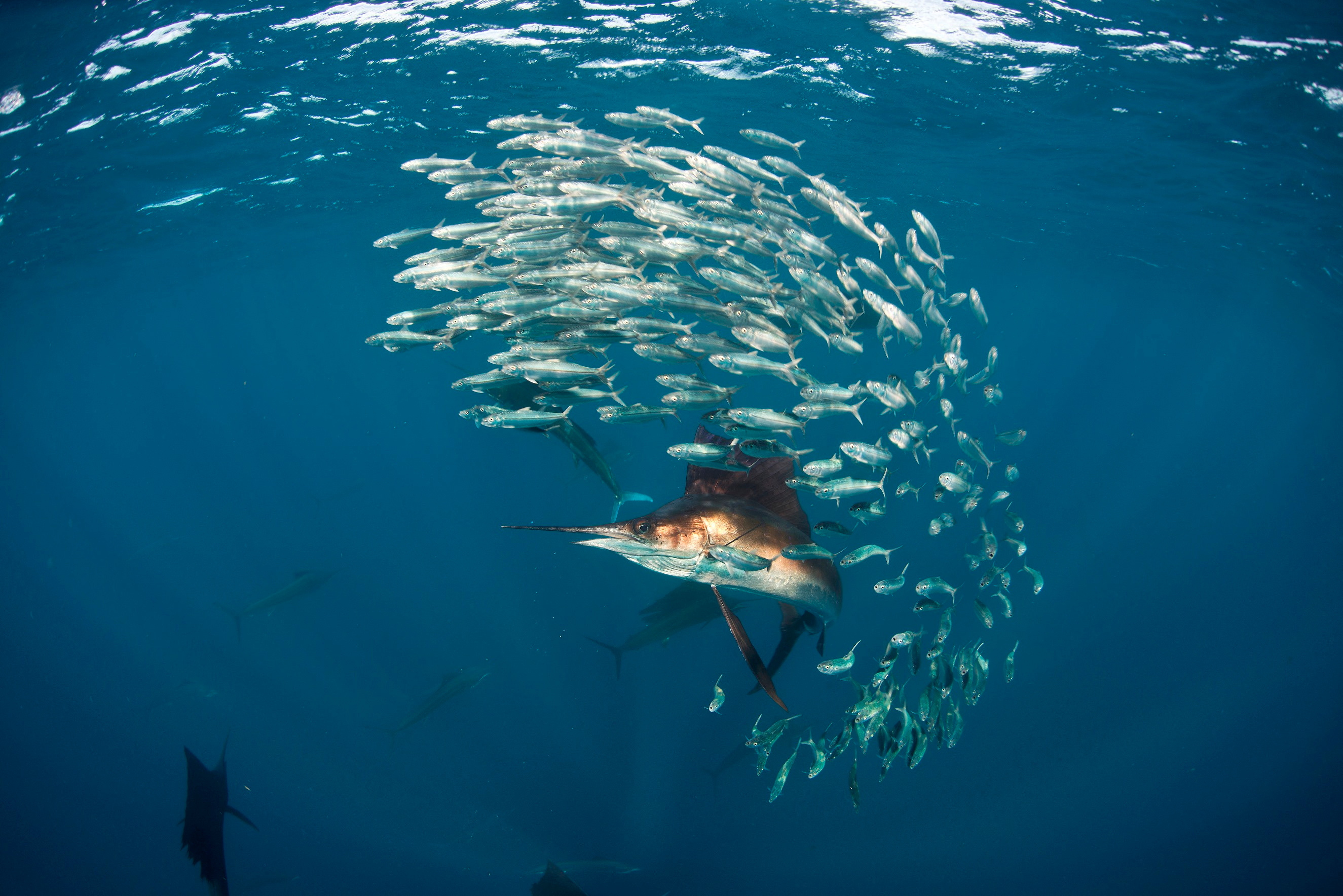 Global patterns in marine predatory fish