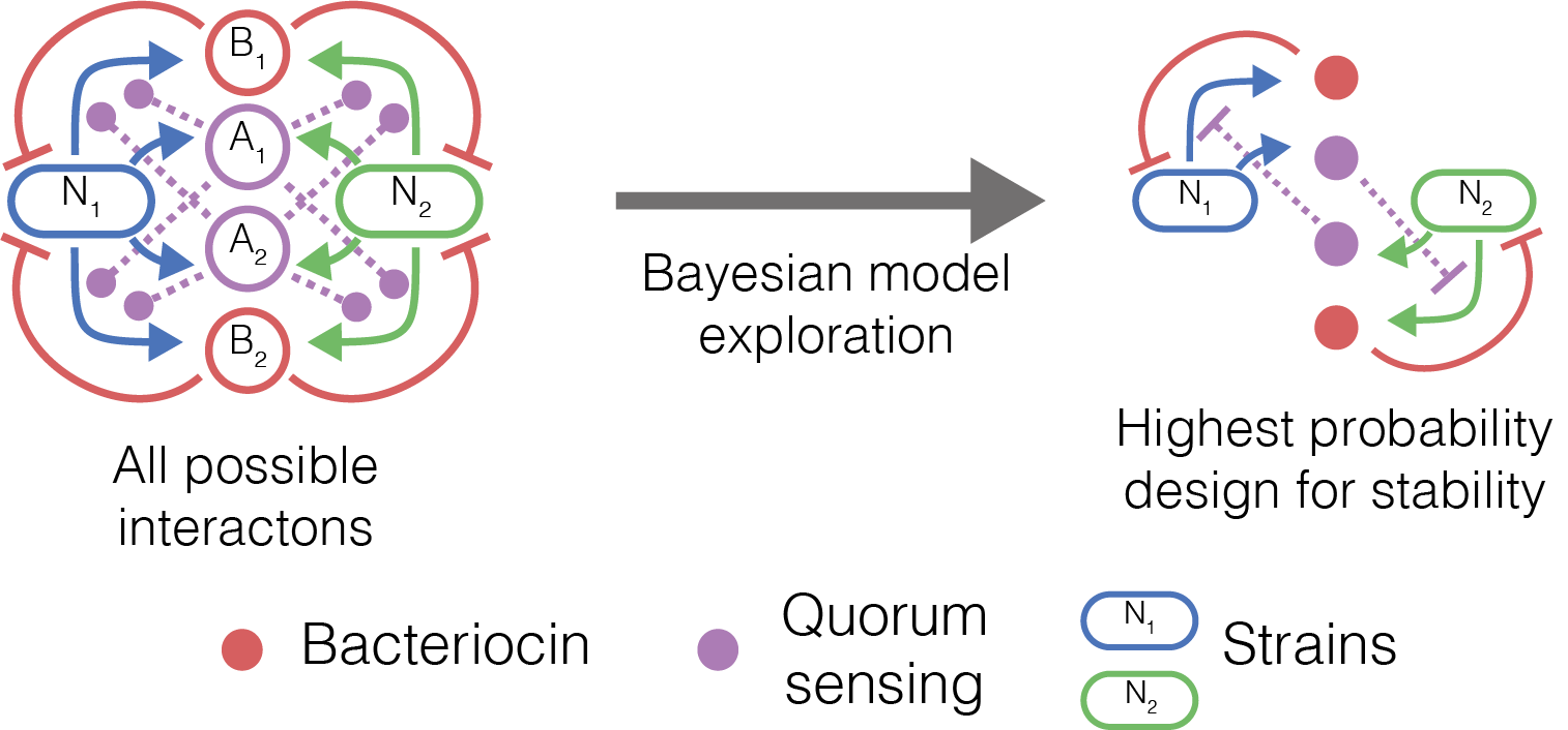 Automated design of synthetic microbial communities