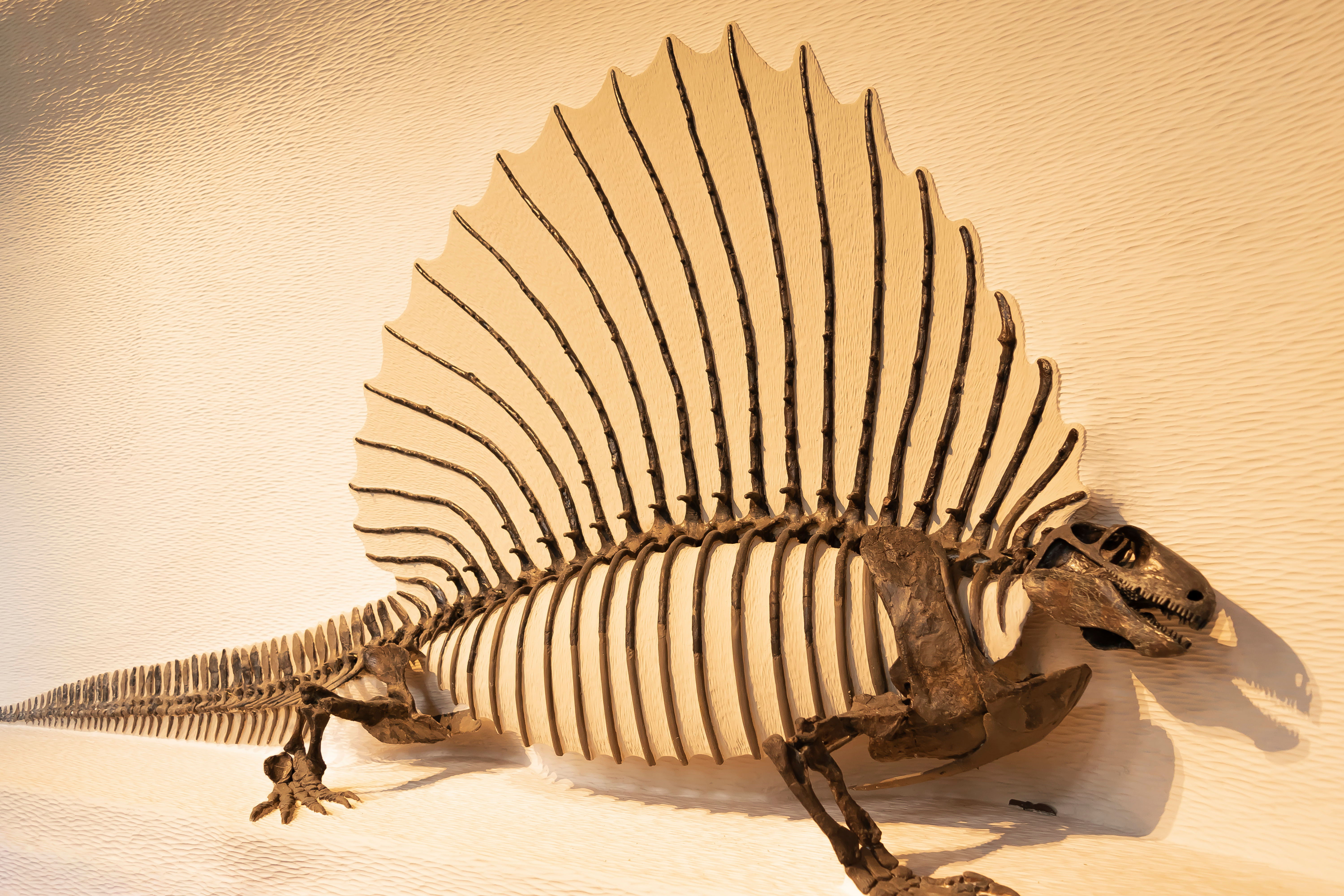 Mammal backbones shine a light on the evolution of complexity