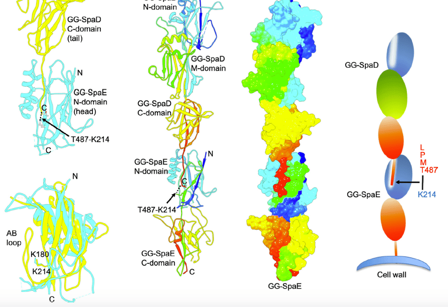 Journal Club: Structural insights into the minimum viable Pilus 