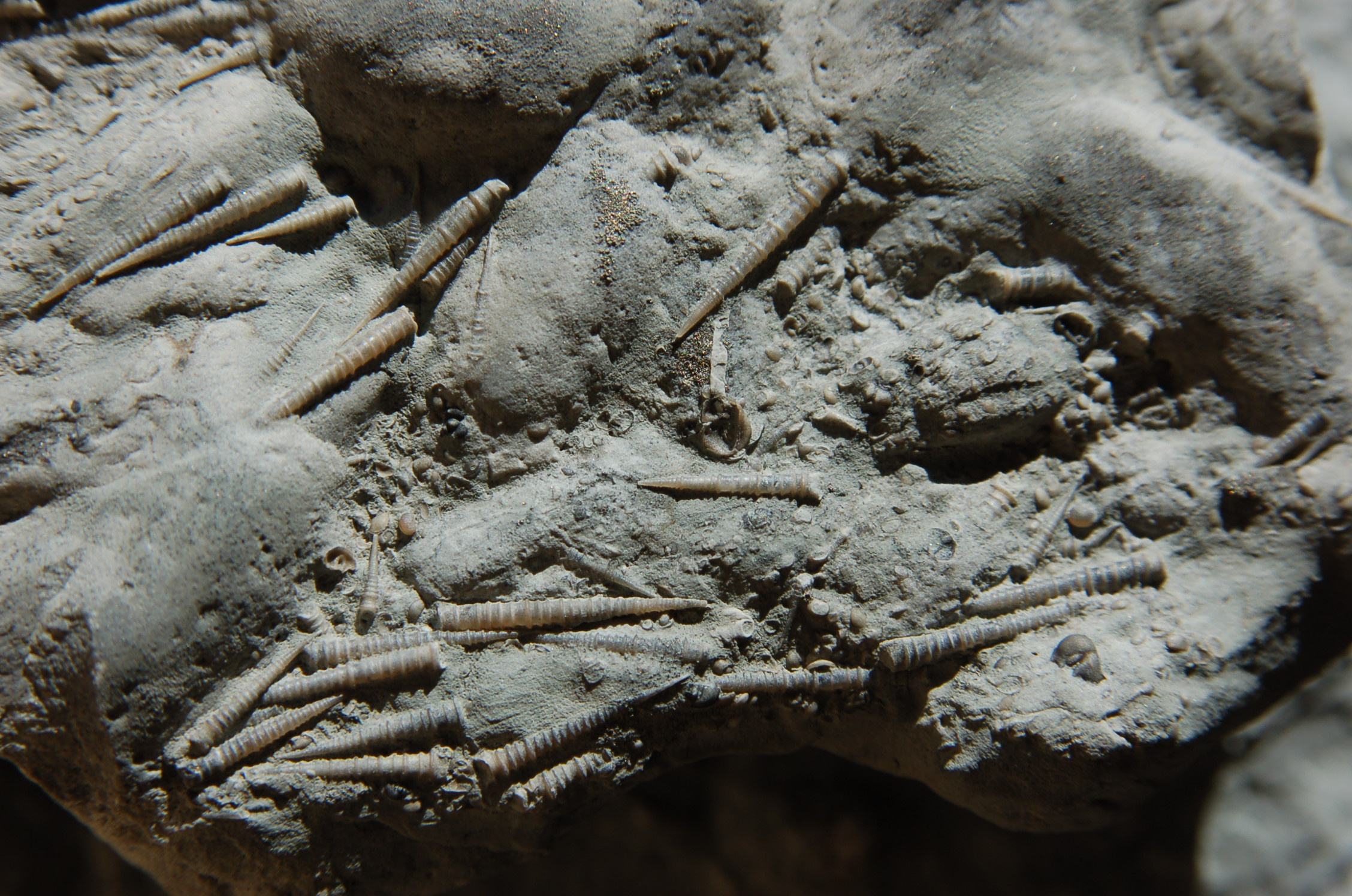 Even the past has a history: How climate change legacies drive extinction risk in the fossil record
